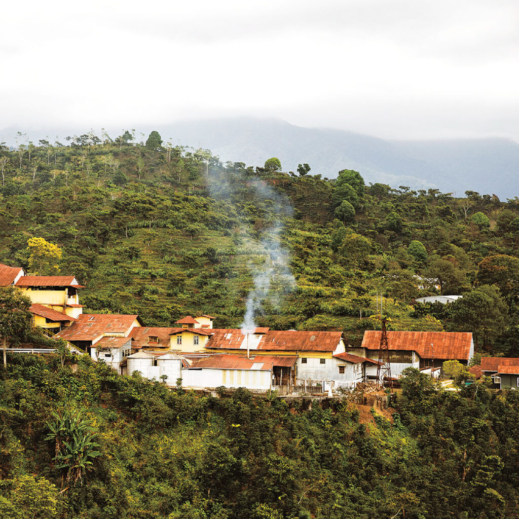 Chiapas: La cuna del café mexicano