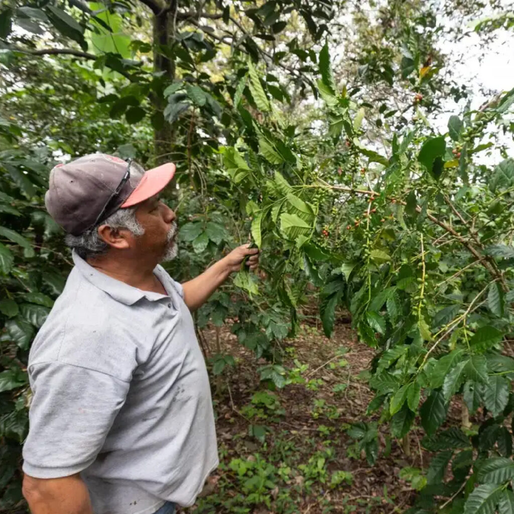 Colima: Pequeños granos, gran sabor