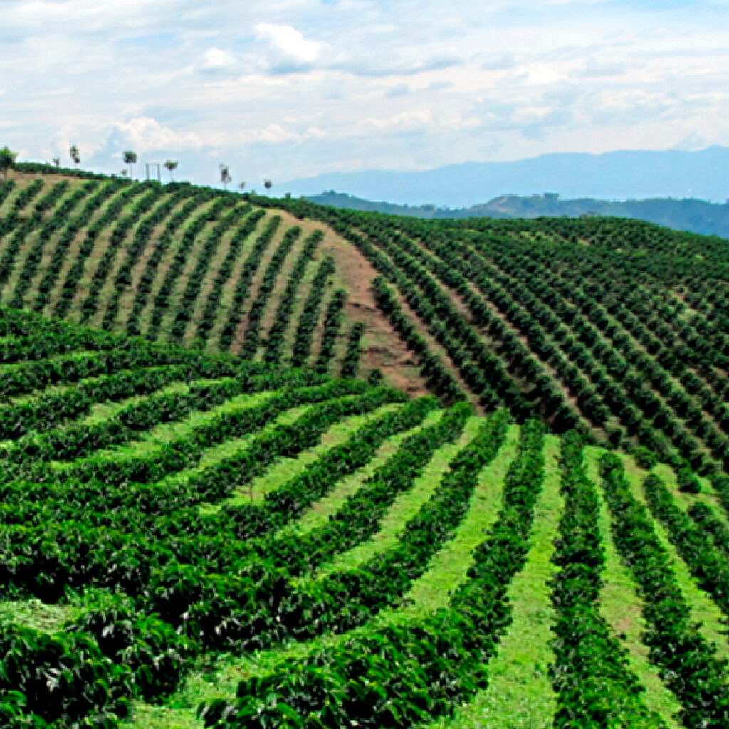 Jalisco: La nueva frontera del café