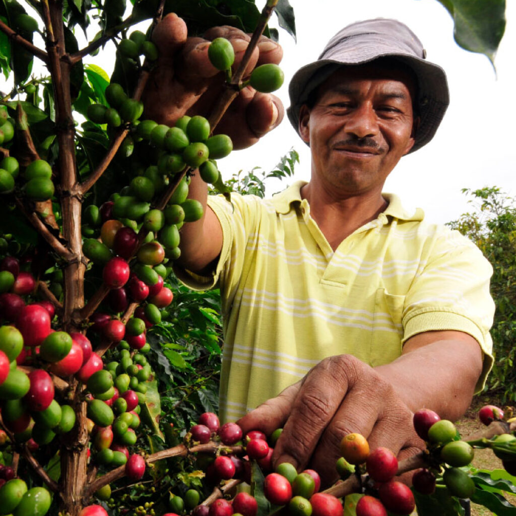 Veracruz: Aventura en el origen del café arábica