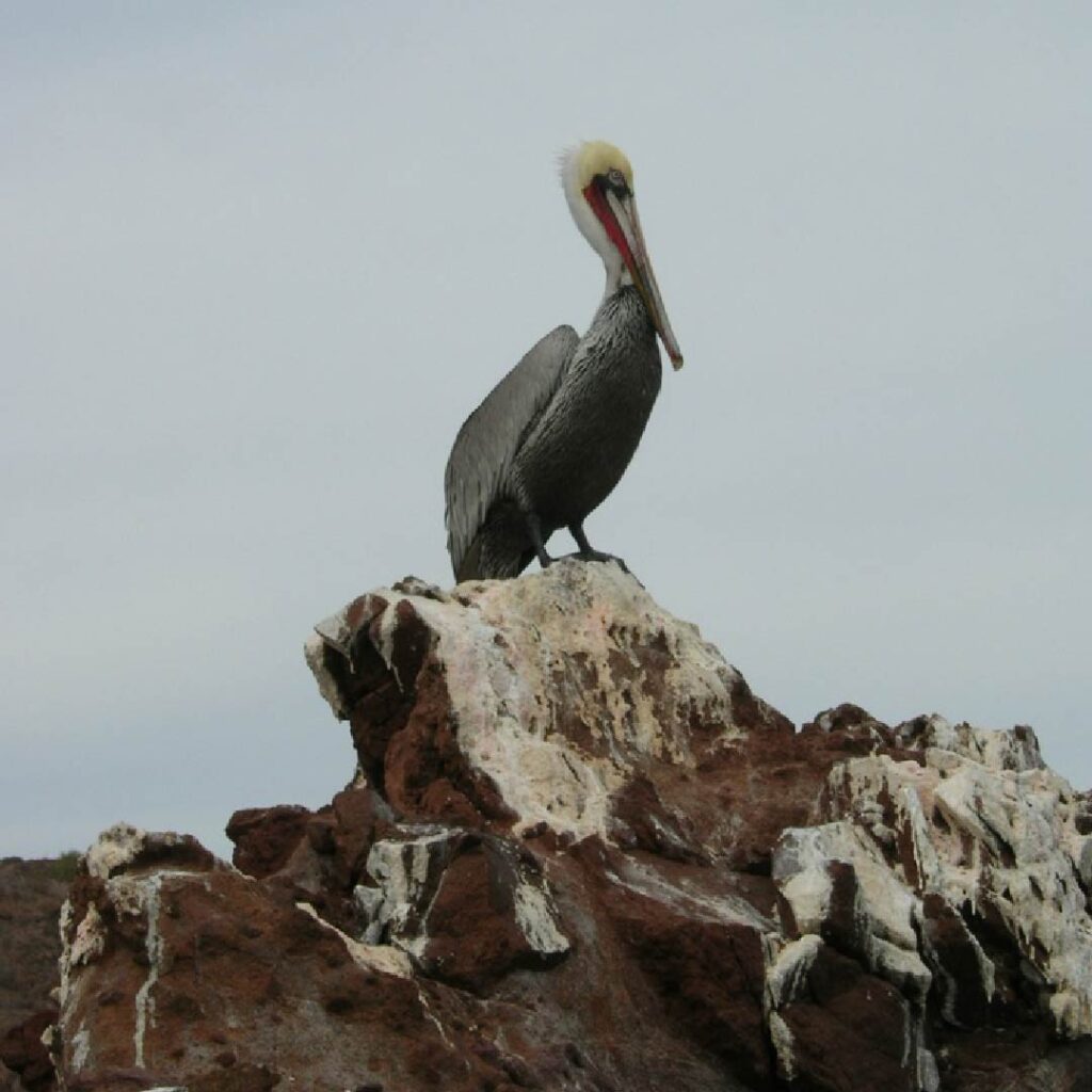 Reserva de la Biosfera El Vizcaíno