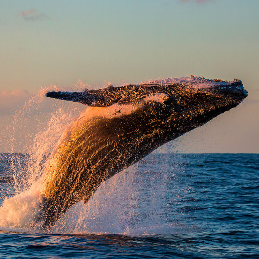 Avista ballenas jorobadas