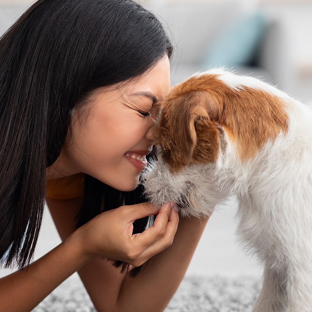 Prepara a tu mascota para el viaje